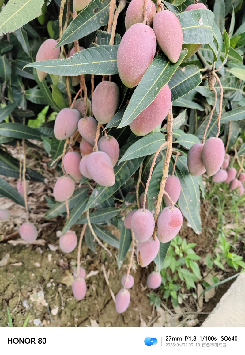 广西百色市田阳电商小贵妃大量上市