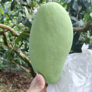 四川和云南大青芒