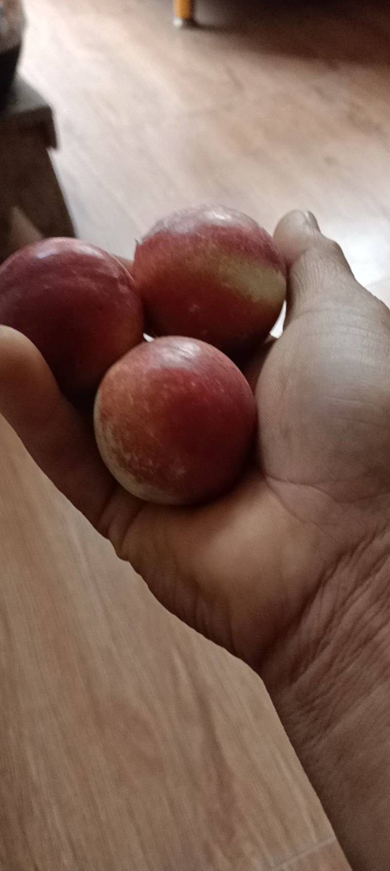 脆甜早油桃