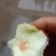 脆甜早油桃