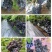 山东玫瑰香,产地直销代发,欢迎新老客户前来洽谈采购