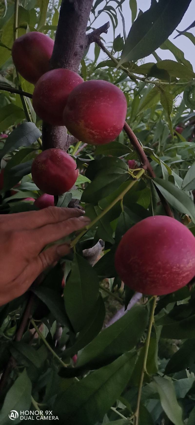 砀山产区麻点大油桃