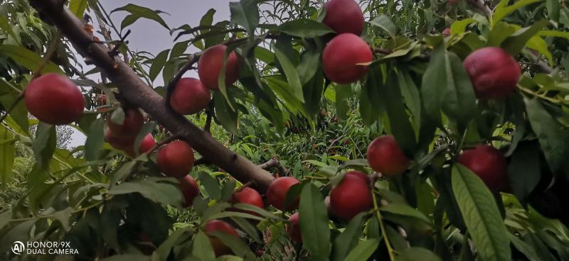 砀山产区麻点大油桃
