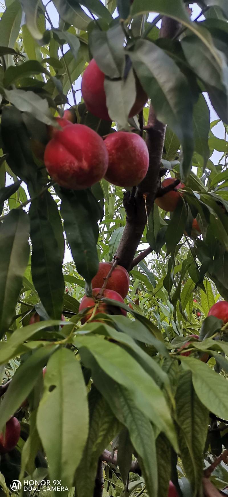 砀山产区麻点大油桃