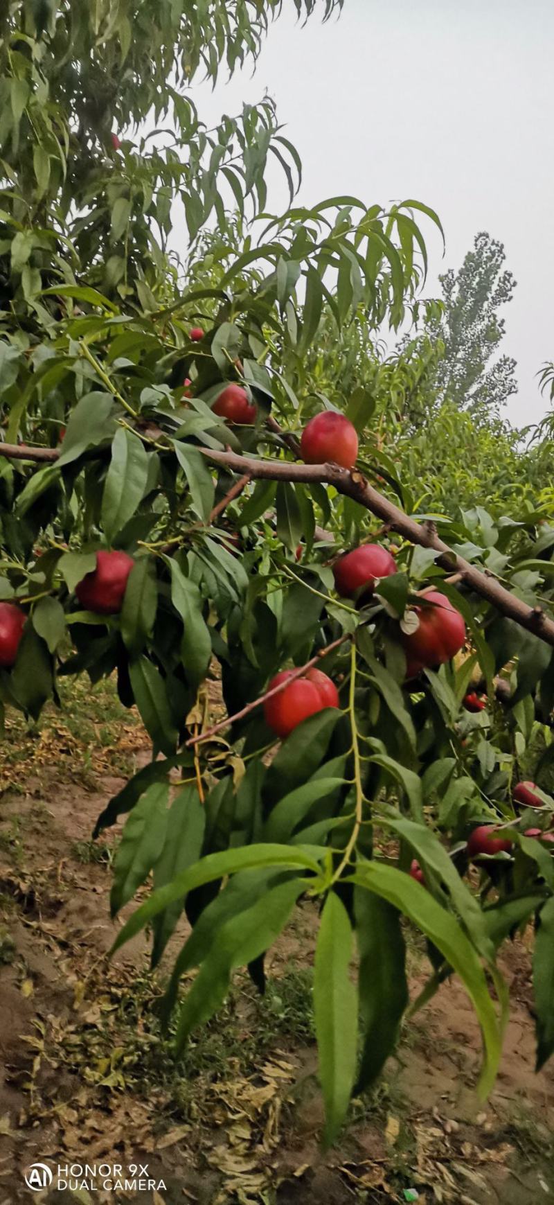 砀山产区麻点大油桃