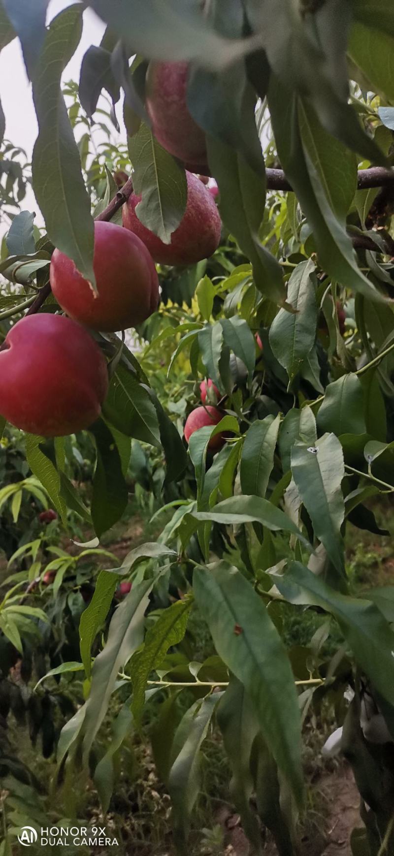 砀山产区麻点大油桃
