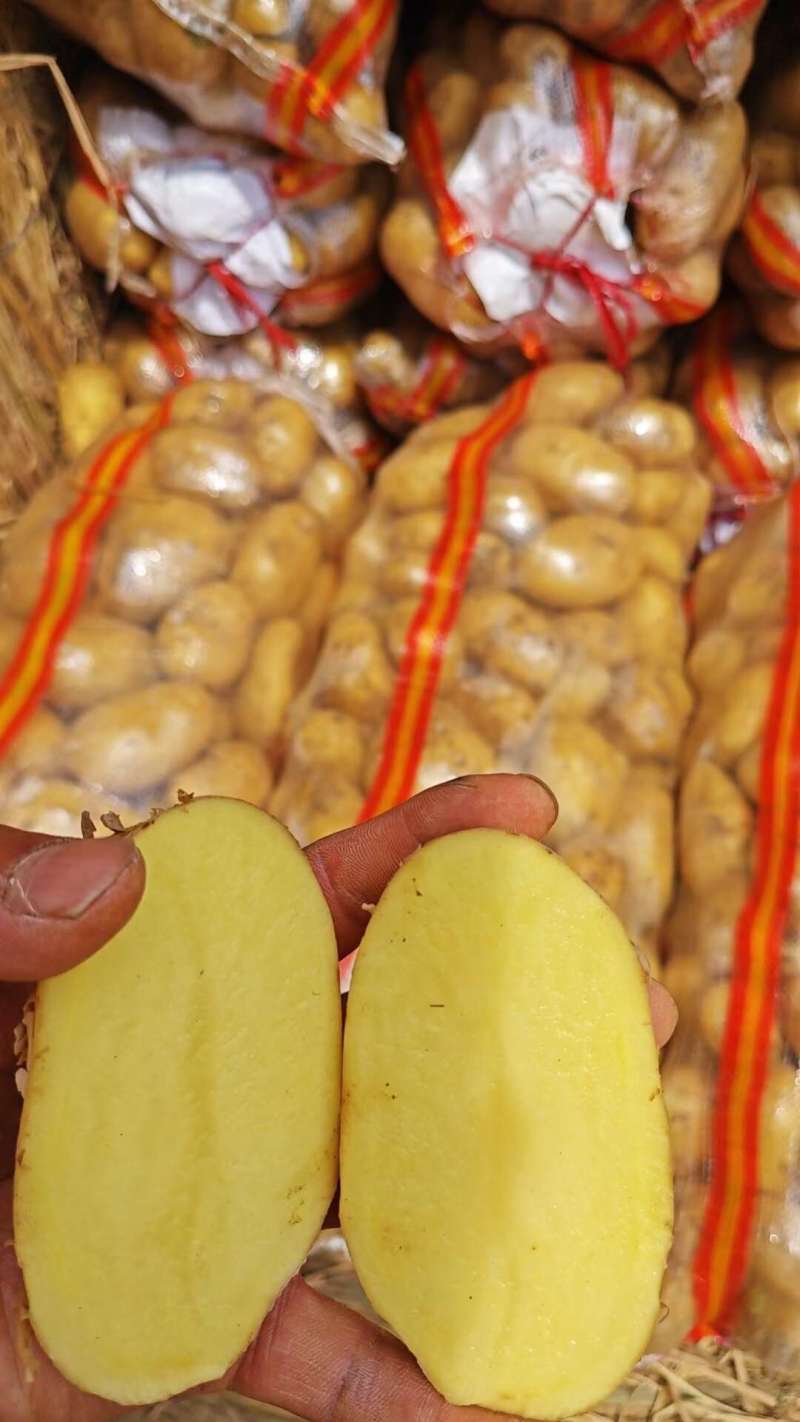 沃土5号土豆开封实验一黄心黄皮土豆商超电商代发代加工