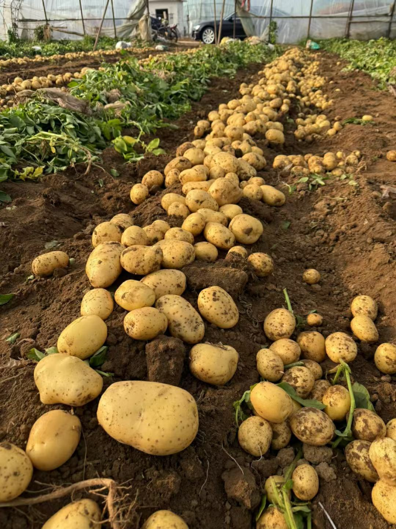 沃土5号土豆开封实验一黄心黄皮土豆商超电商代发代加工
