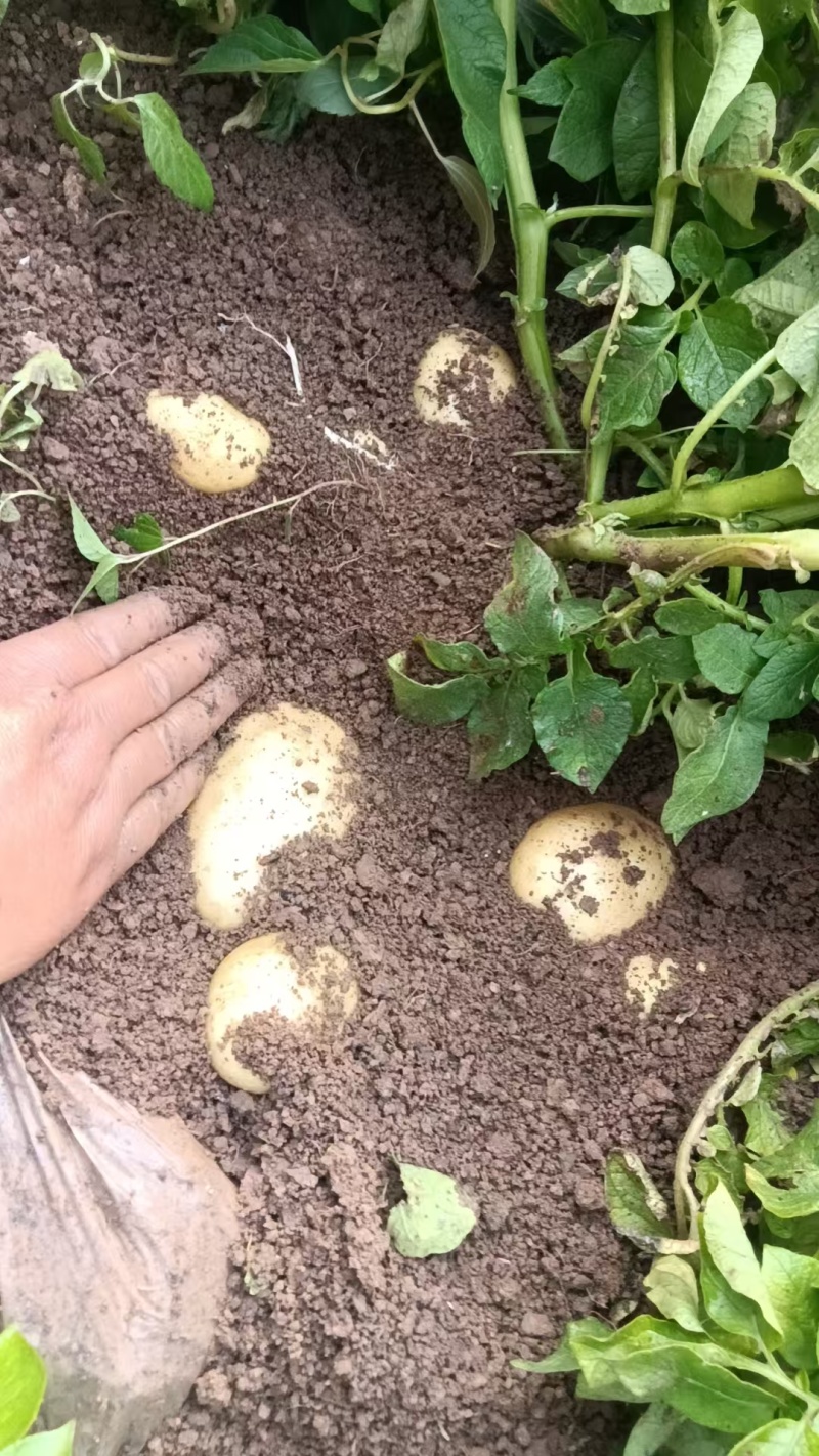 土豆黄皮黄心土豆现挖现发产地直供一手货源欢迎咨询