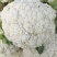 菜花白面青梗白花菜花