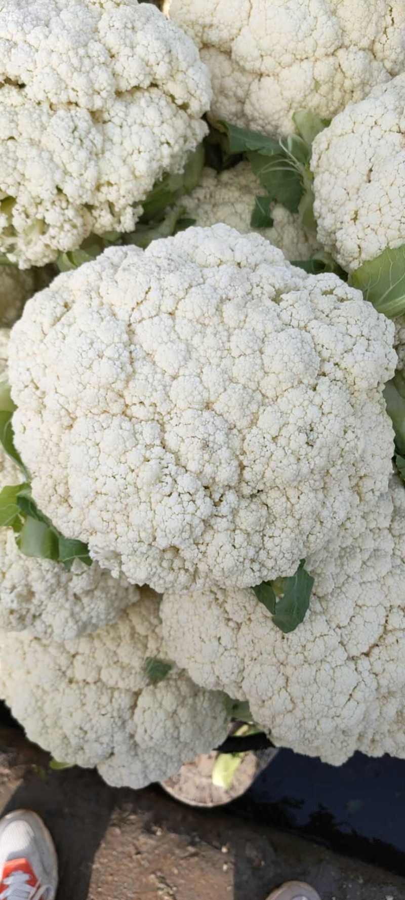 菜花白面青梗白花菜花