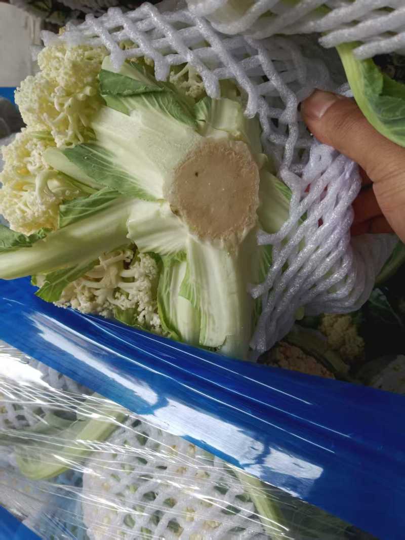 菜花白面青梗白花菜花