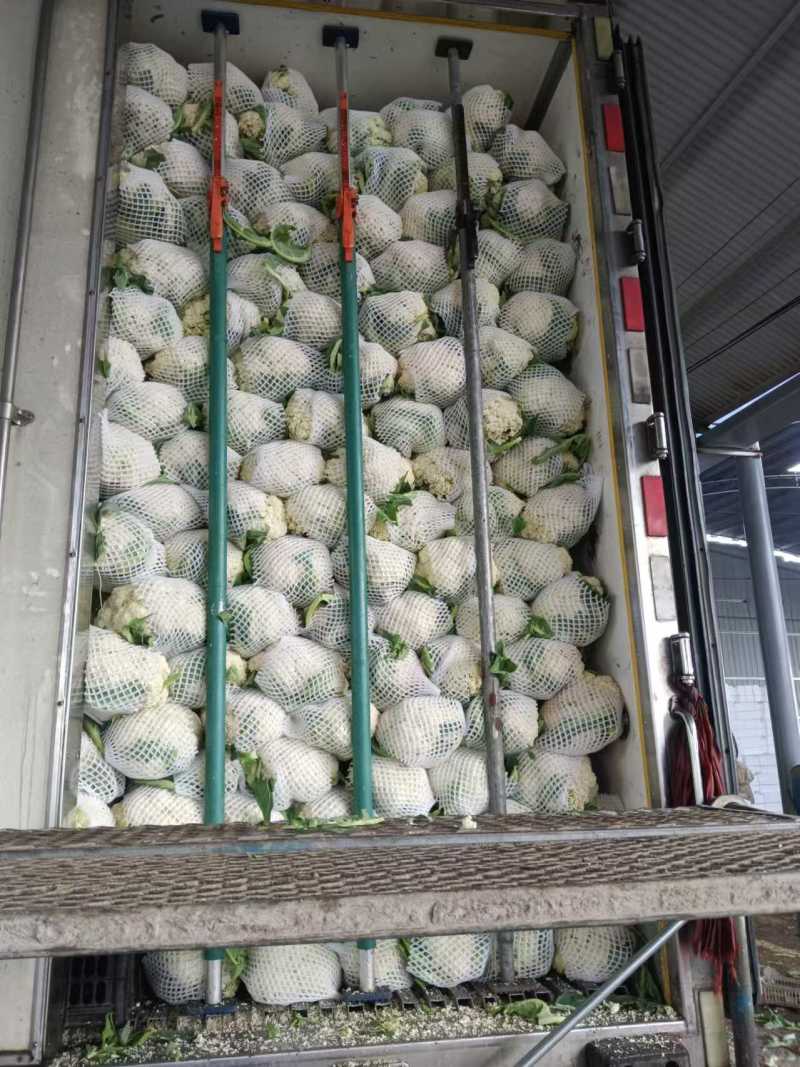 菜花白面青梗白花菜花