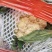 菜花白面青梗白花菜花