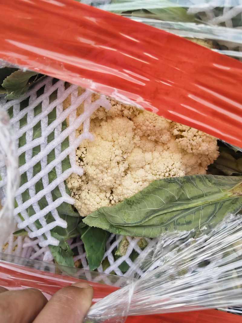 菜花白面青梗白花菜花