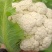 菜花白面青梗白花菜花