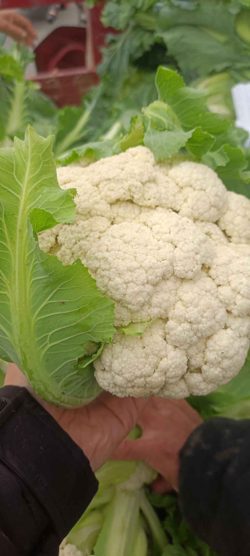菜花白面青梗白花菜花