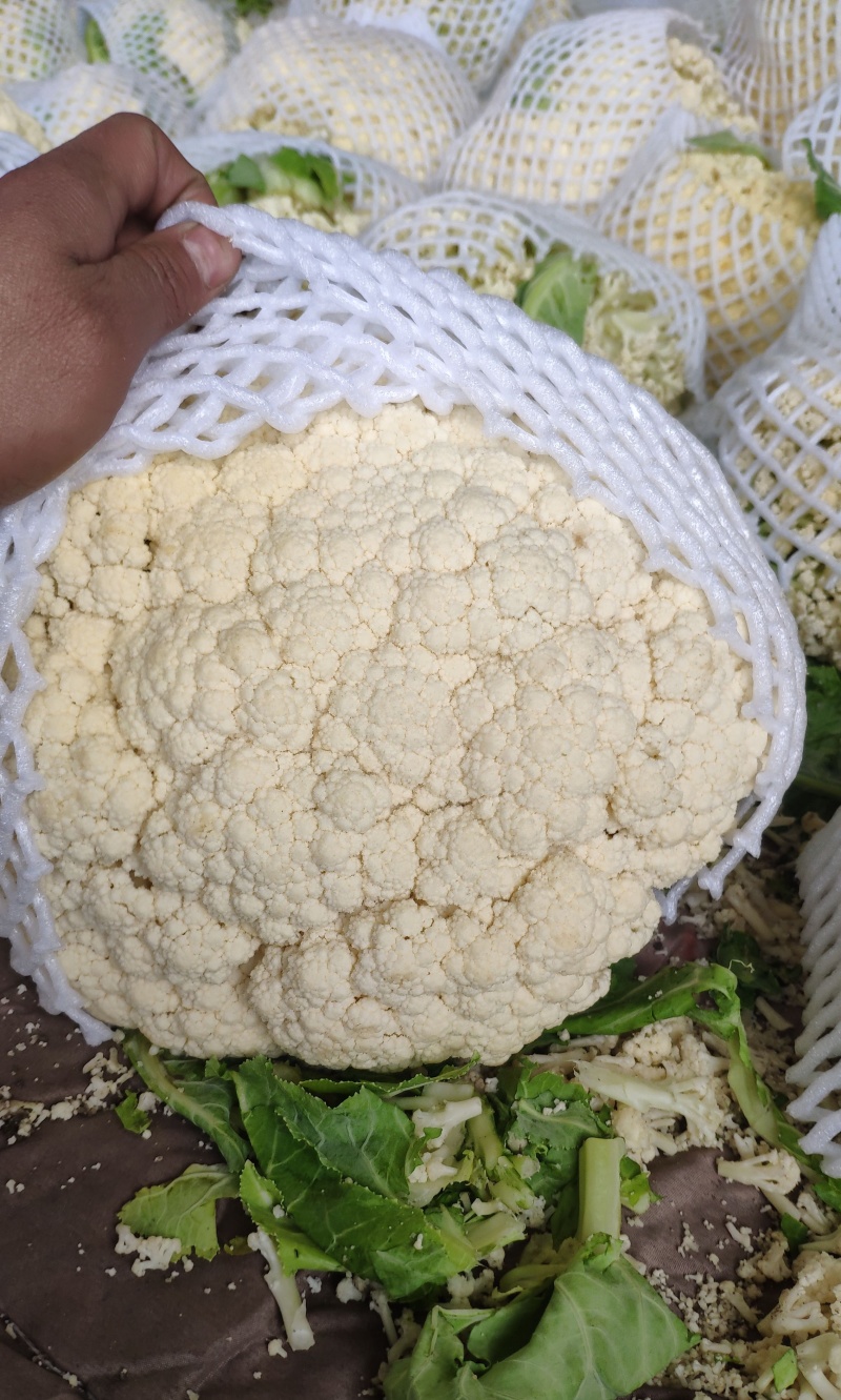 菜花白面青梗白花菜花