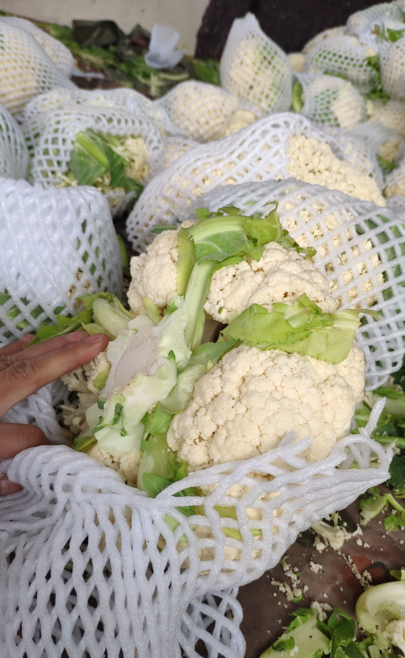 菜花白面青梗白花菜花
