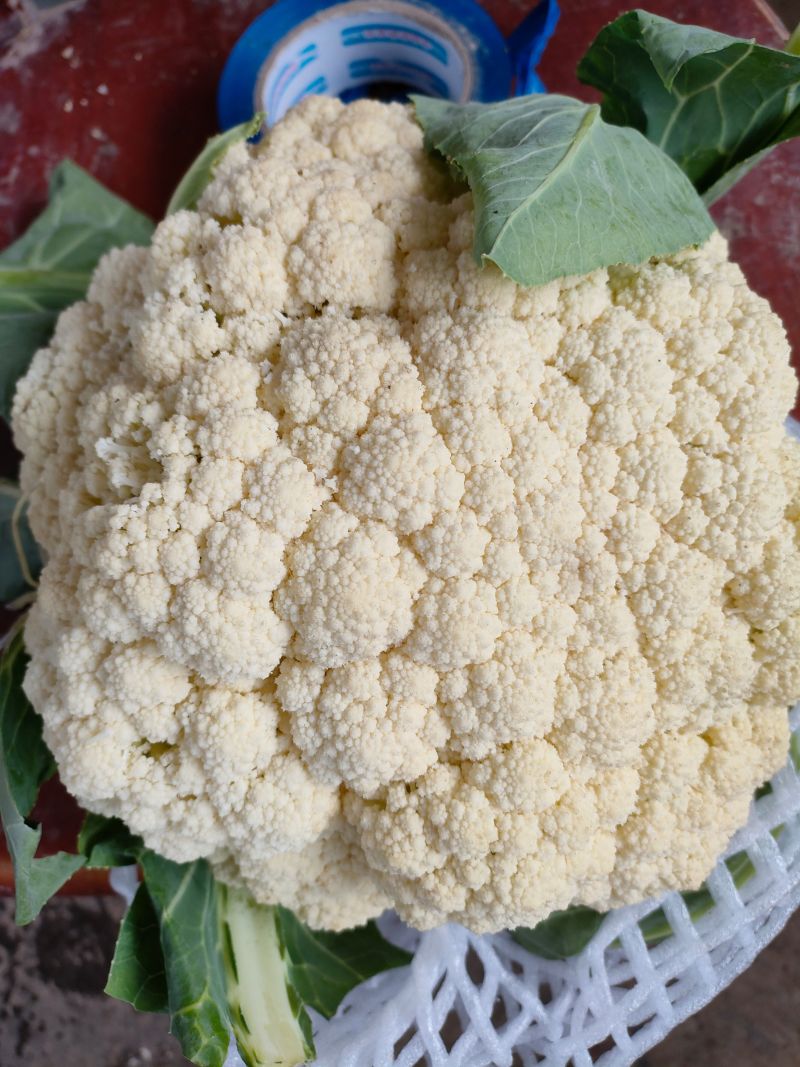 菜花白面青梗白花菜花