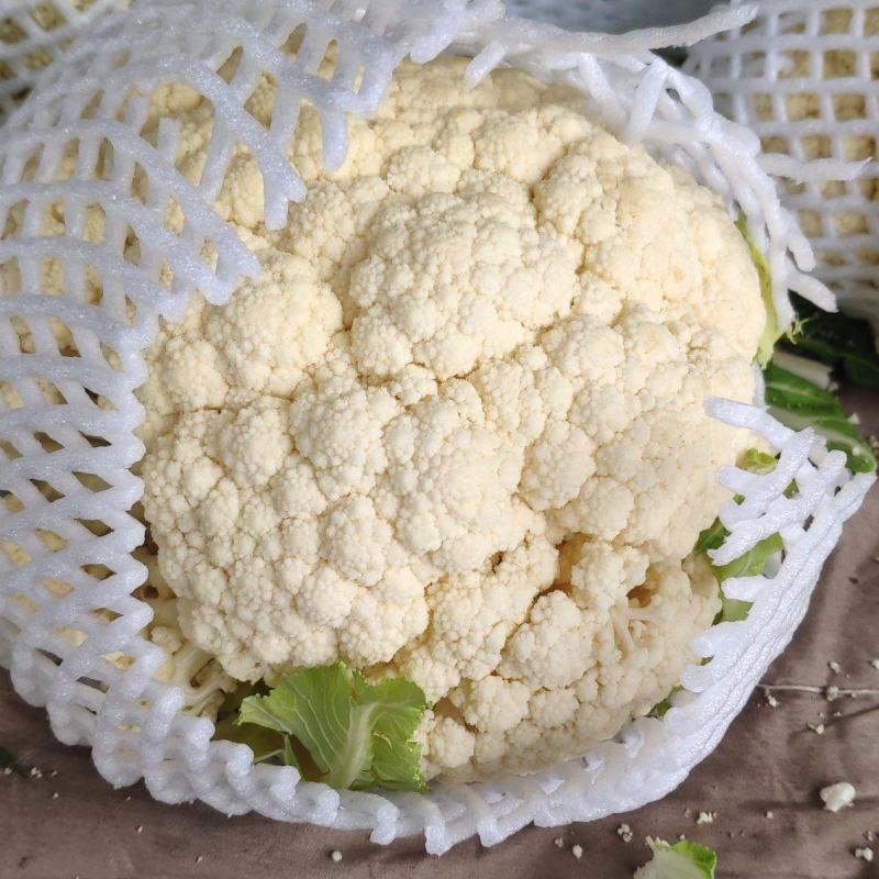 菜花白面青梗白花菜花