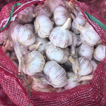 净牌大蒜
