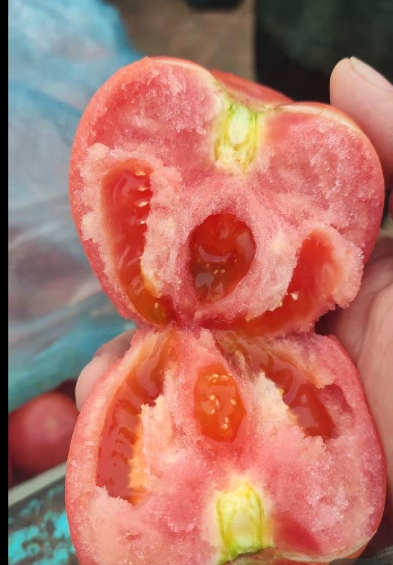 聊城硬粉西红柿超市电商量大从优，欢迎来电