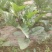 茄子便宜便宜
