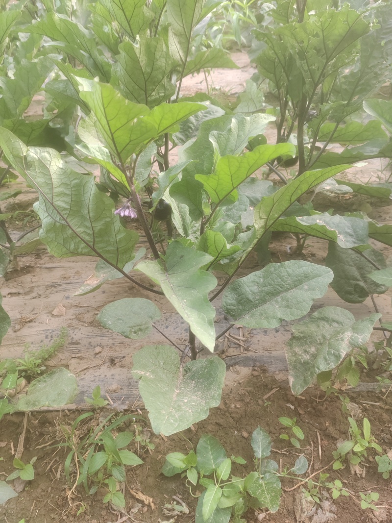 茄子便宜便宜