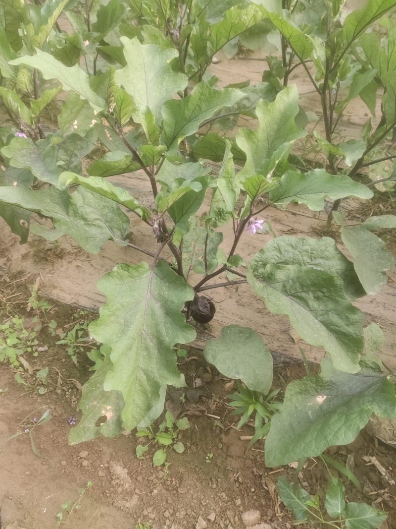 茄子便宜便宜