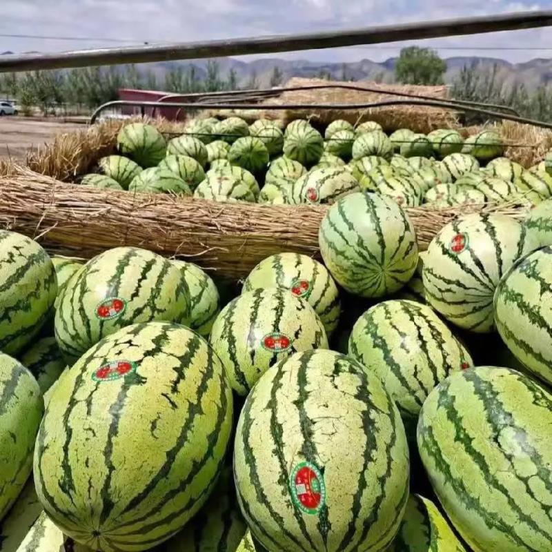 【推荐】金花6号西瓜大量接单供应商超市场批发欢迎来电