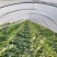 【推荐】金花6号西瓜大量接单供应商超市场批发欢迎来电