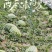 【推荐】金花6号西瓜大量接单供应商超市场批发欢迎来电