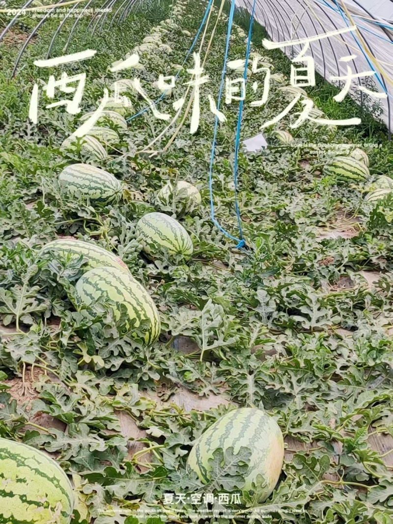 【推荐】金花6号西瓜大量接单供应商超市场批发欢迎来电
