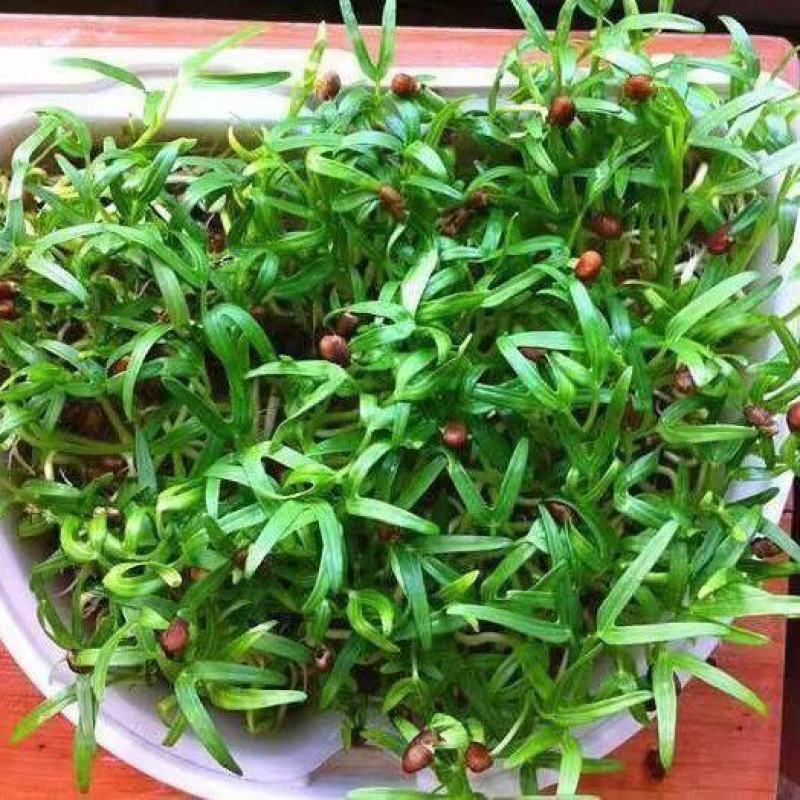 精品水培芽苗菜，空心菜苗，可供应商超，供应链