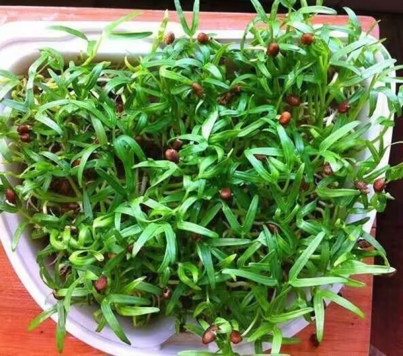 精品水培芽苗菜，空心菜苗，可供应商超，供应链