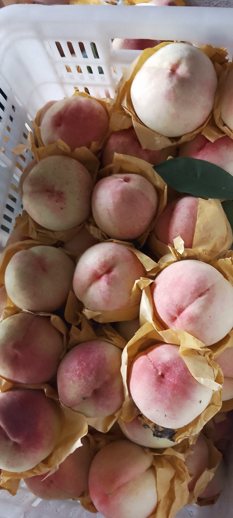 奉化水蜜桃