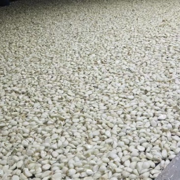 精品山东干鲜蒜米，出口加工，市场蒜米，各种包装，常年现货