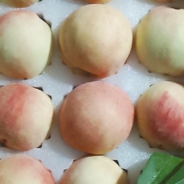 奉化水蜜桃