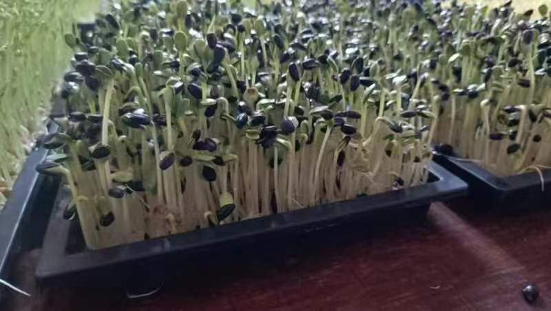 精品水培油葵苗，可供应商超，欢迎致电预定