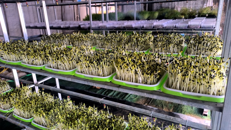 精品水培油葵苗，可供应商超，欢迎致电预定