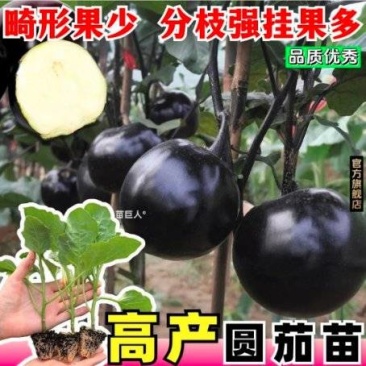 山东茄子苗圆茄苗大量供应保证苗子质量黑亮产量高好管理