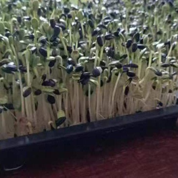 精品水培油葵苗，可供应商超，欢迎致电预定