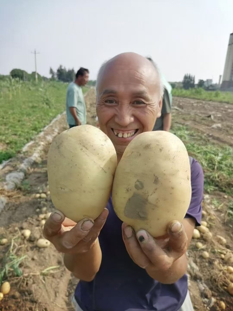好货推荐河北优质土豆批发一手货源大量供应