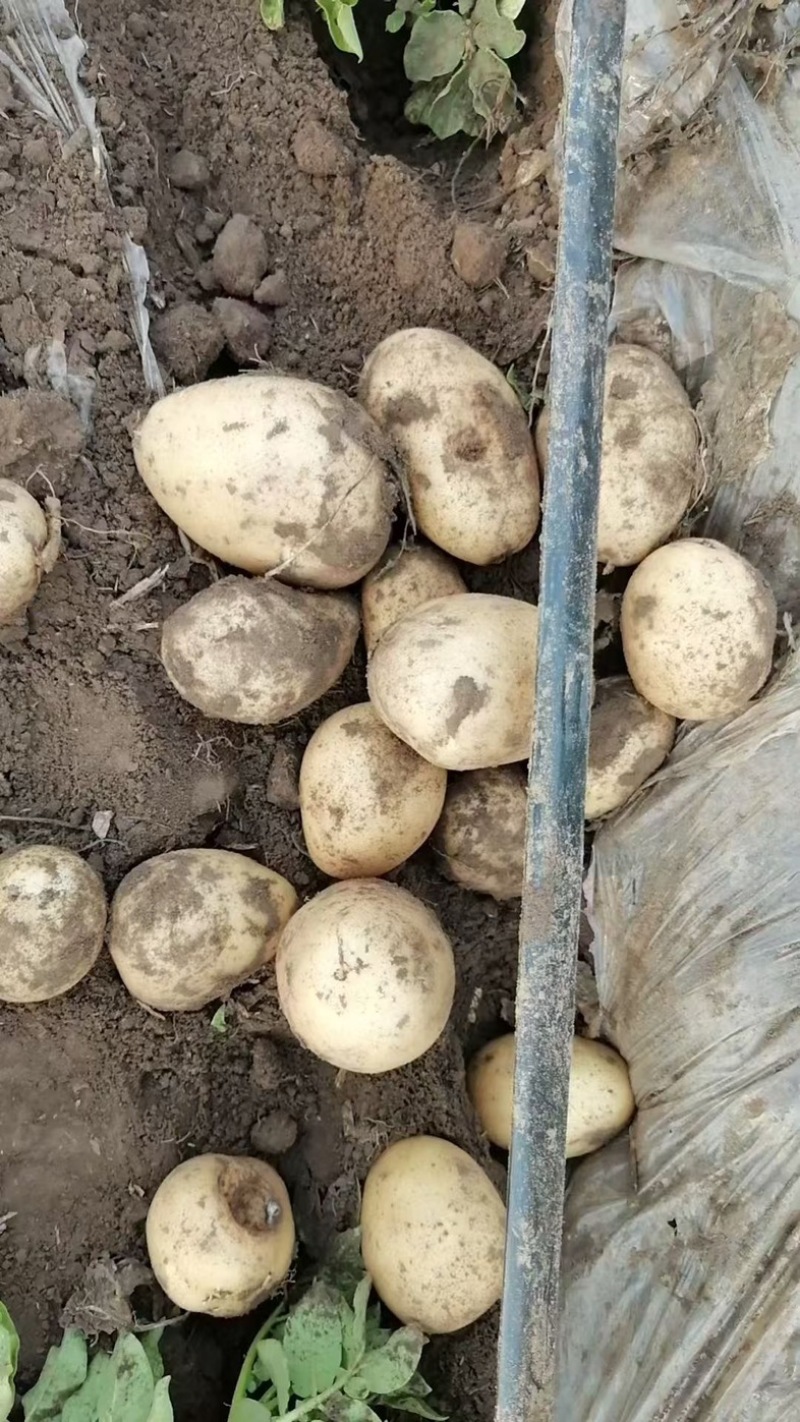 好货推荐河北优质土豆批发一手货源大量供应