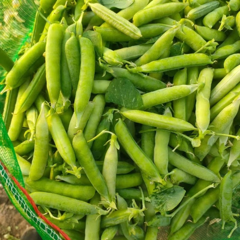 豌豆