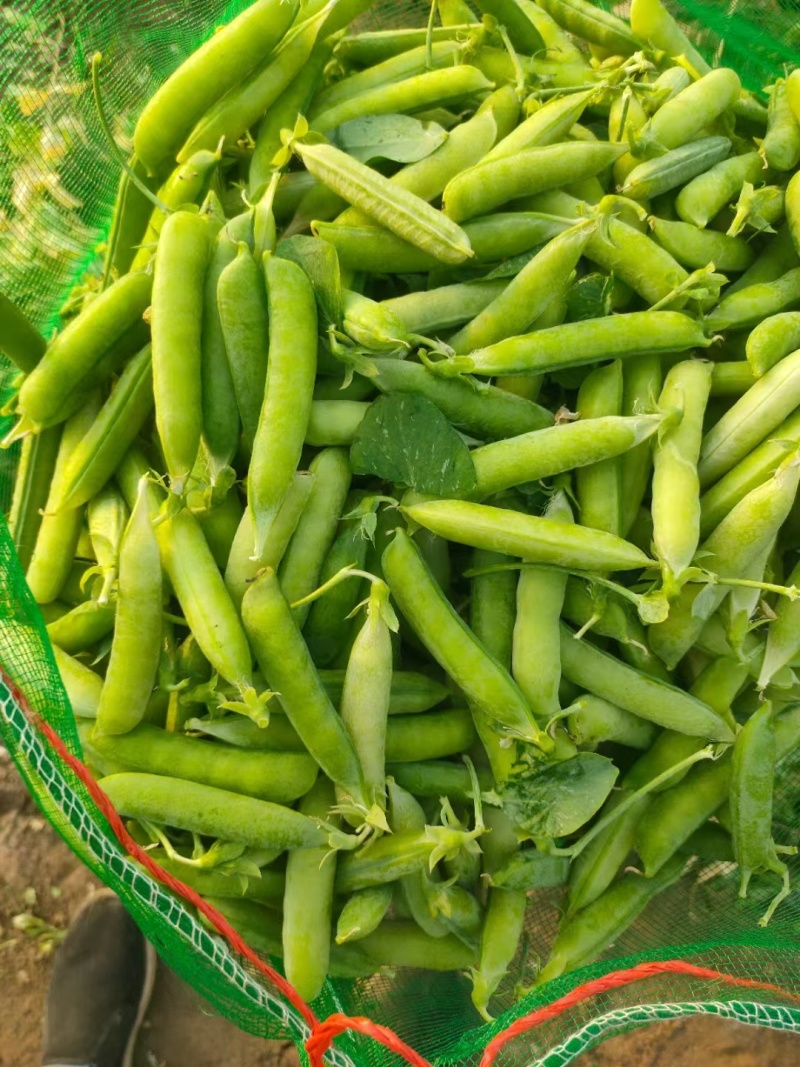 豌豆