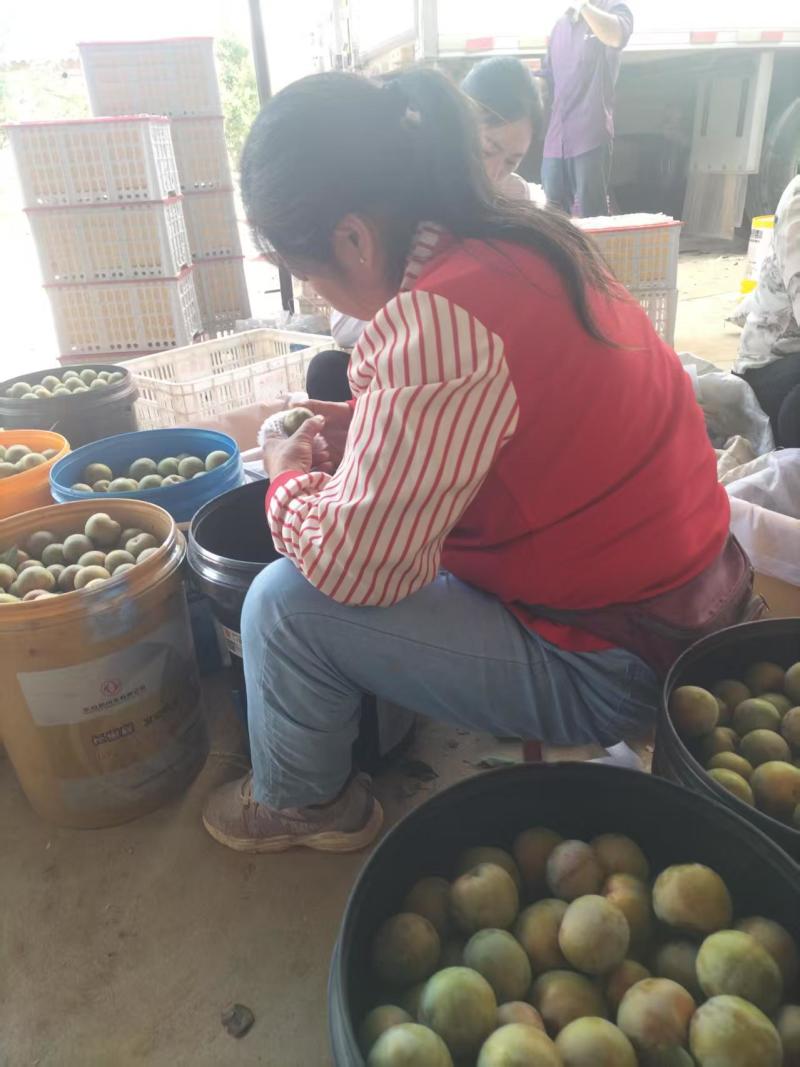 李子\味帝李子\红李子\湖北襄阳味帝李子对接全国采购商