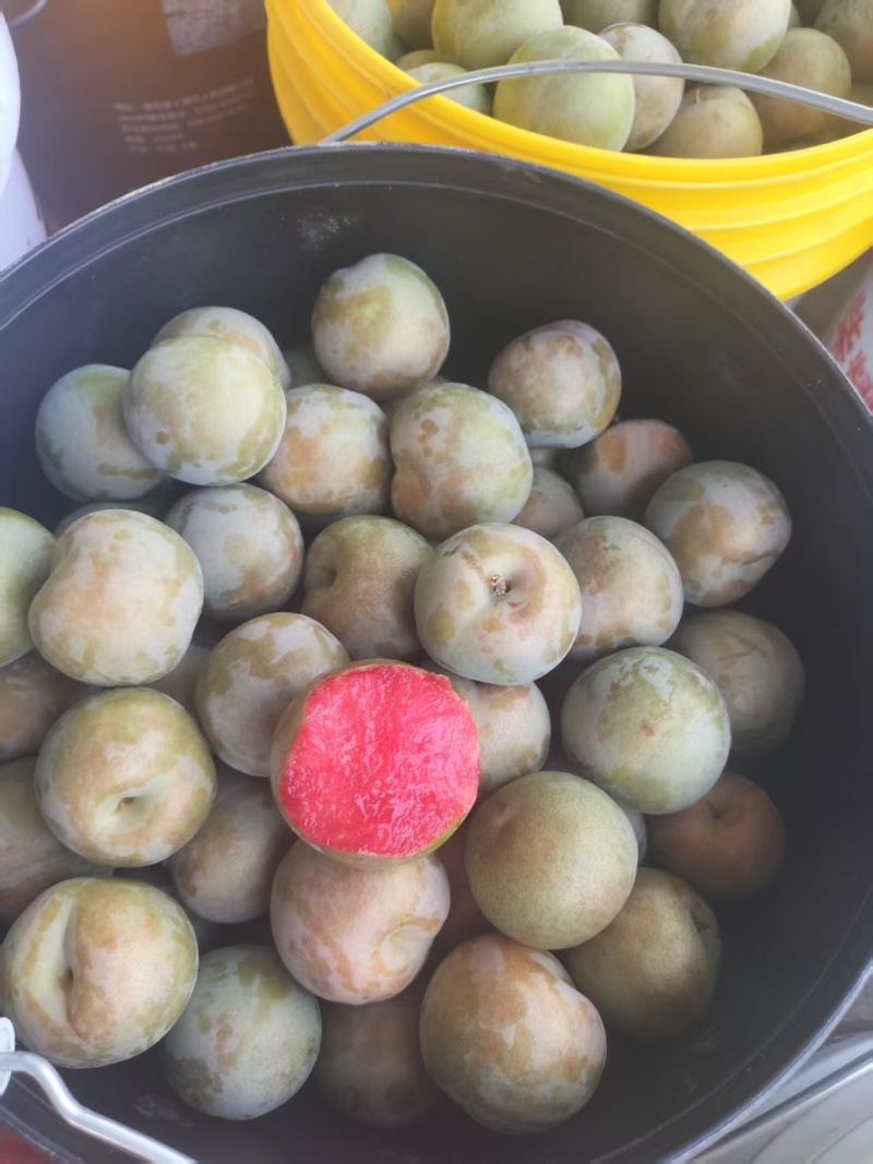 李子\味帝李子\红李子\湖北襄阳味帝李子对接全国采购商