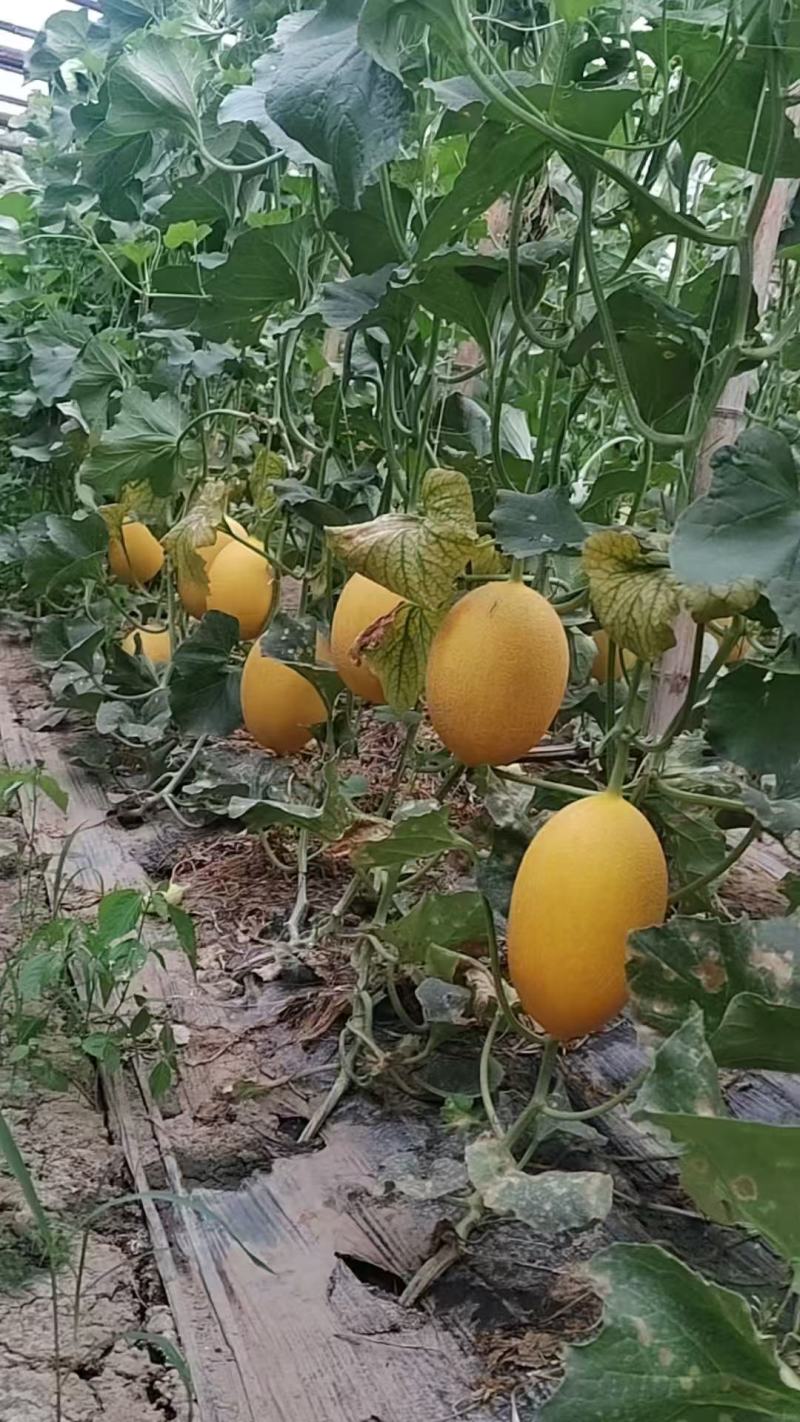 河北黄金哈密瓜晓蜜25蜜瓜基地直供量大优全国发货